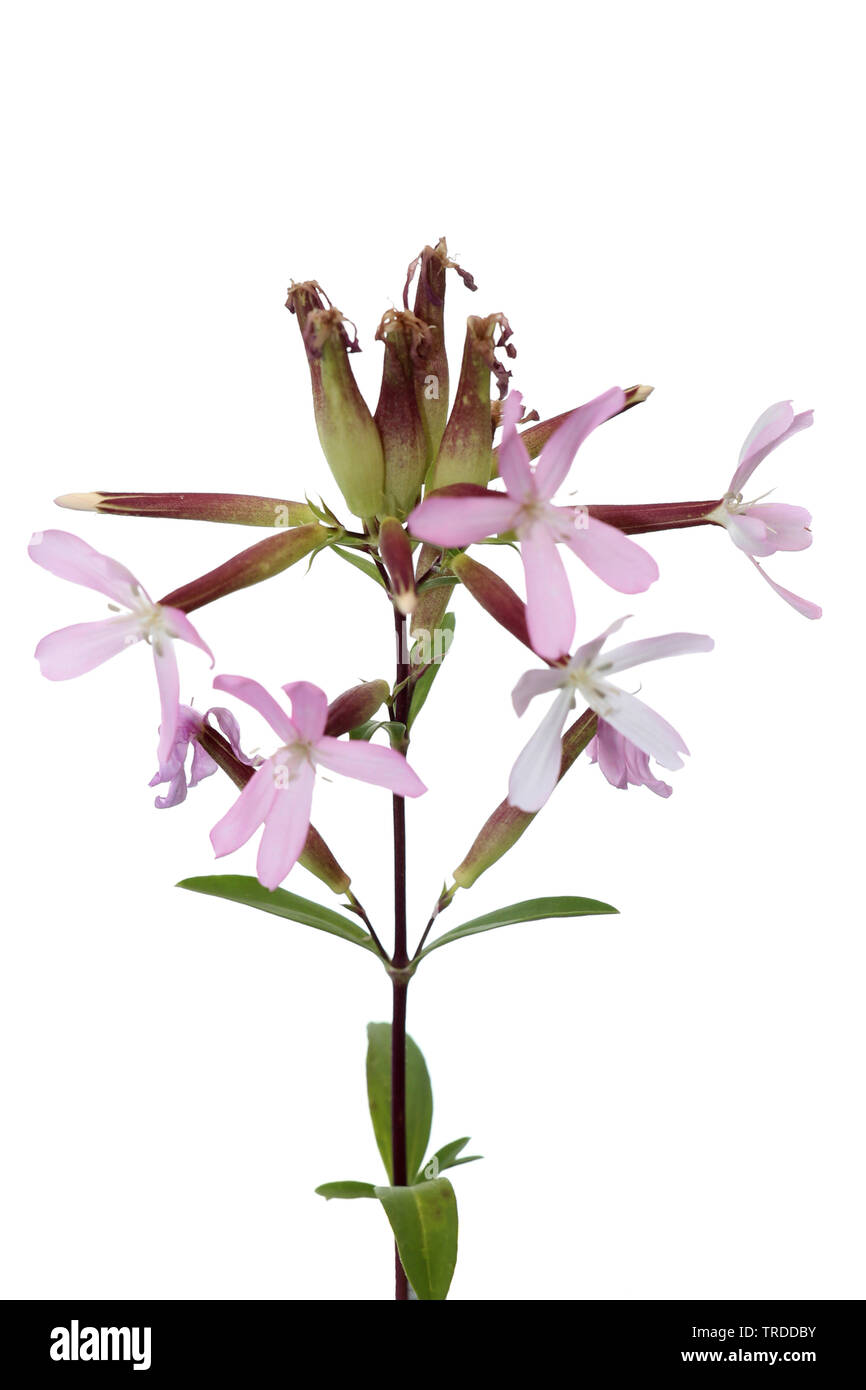 Bouncingbet, Bouncing-bet, Soapwort (Saponaria officinalis), fioritura, intaglio, Francia Foto Stock
