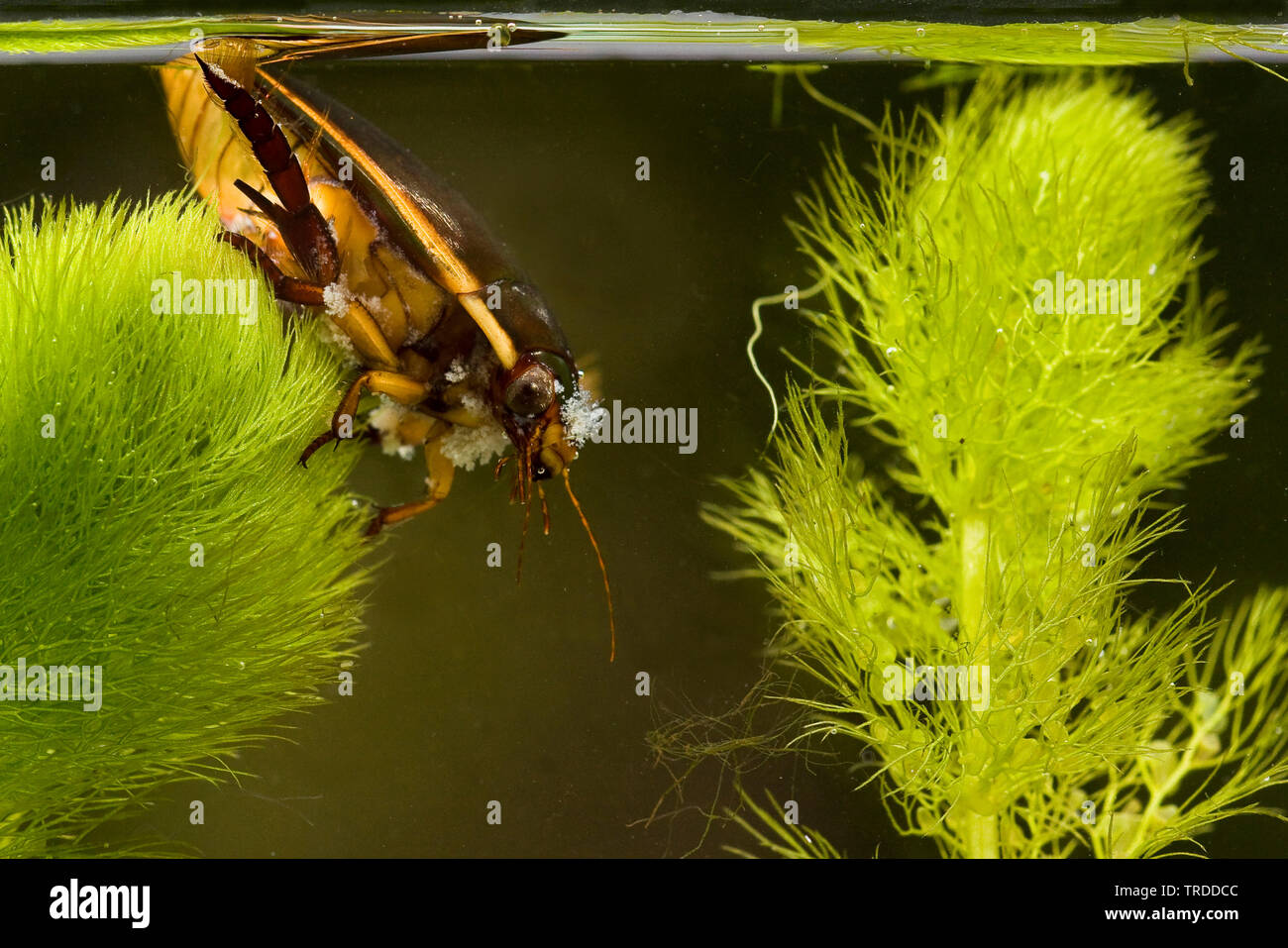 Diving Beetle (Cybister lateralimarginalis, Scaphinectes lateralimarginalis), in pianta acquatica, Paesi Bassi Foto Stock
