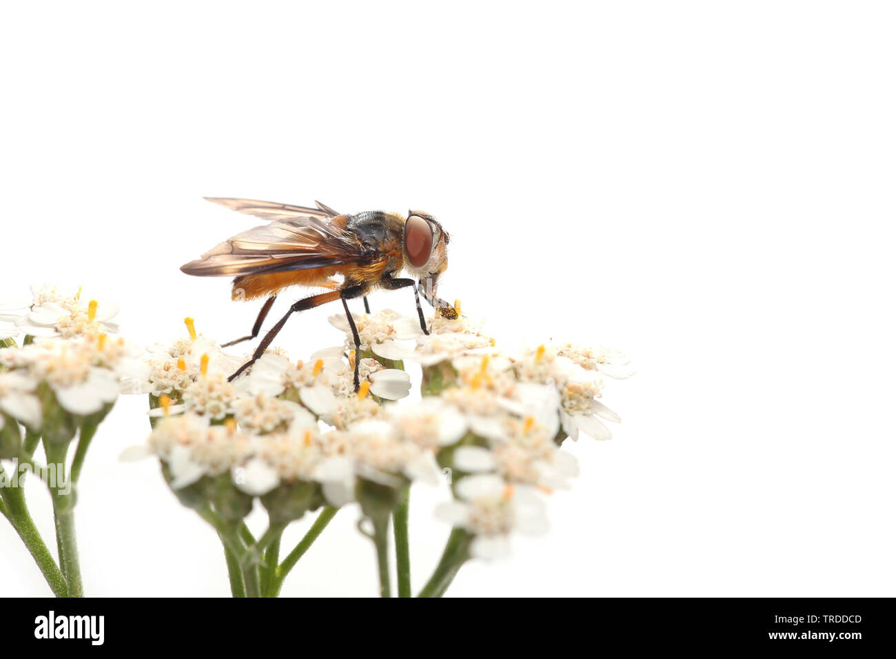 Parasite fly (Phasia hemiptera, Alophora hemiptera), su Achillea, Francia Metropolitana Foto Stock