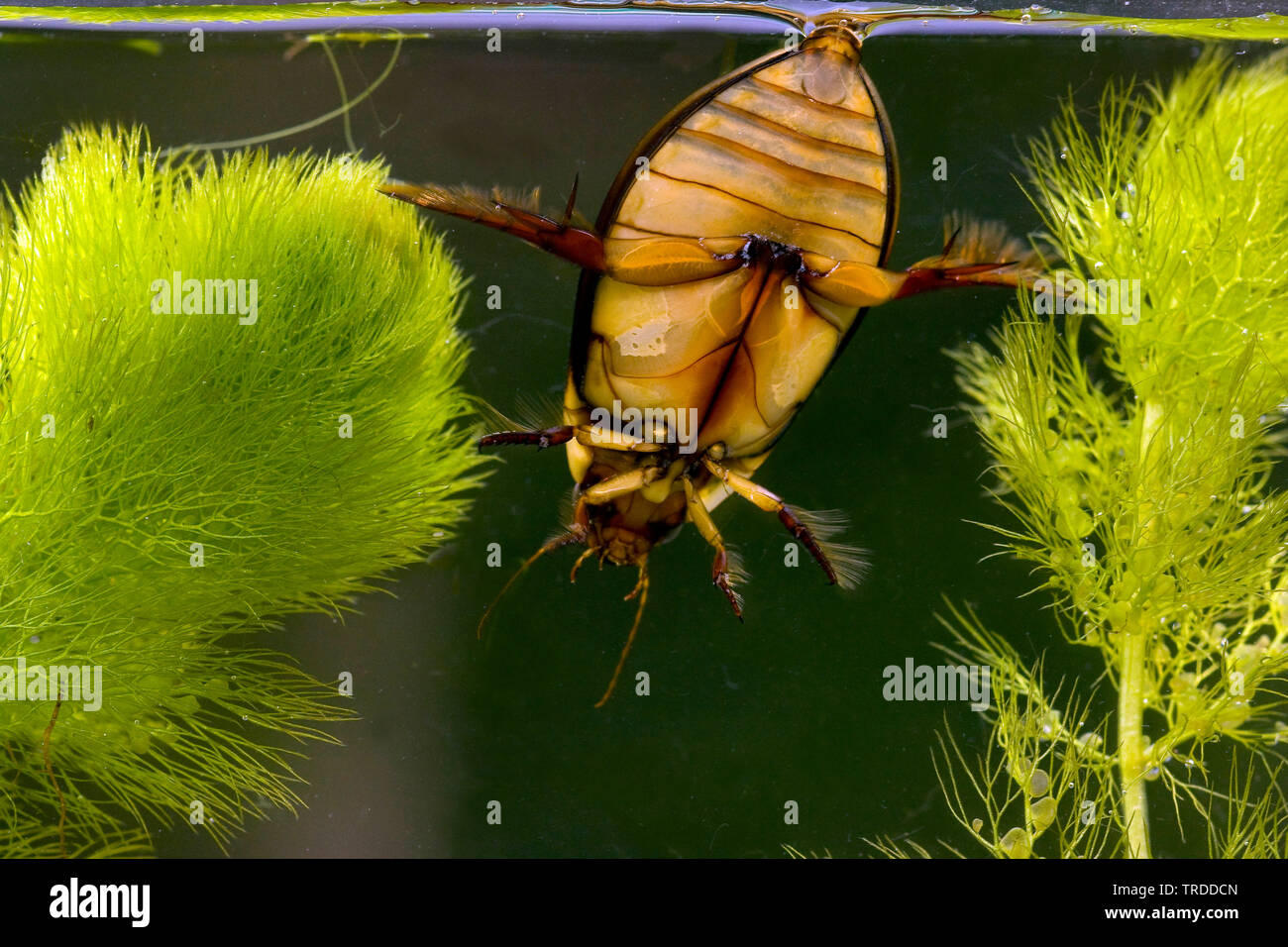 Diving Beetle (Cybister lateralimarginalis, Scaphinectes lateralimarginalis), in pianta acquatica, Paesi Bassi Foto Stock