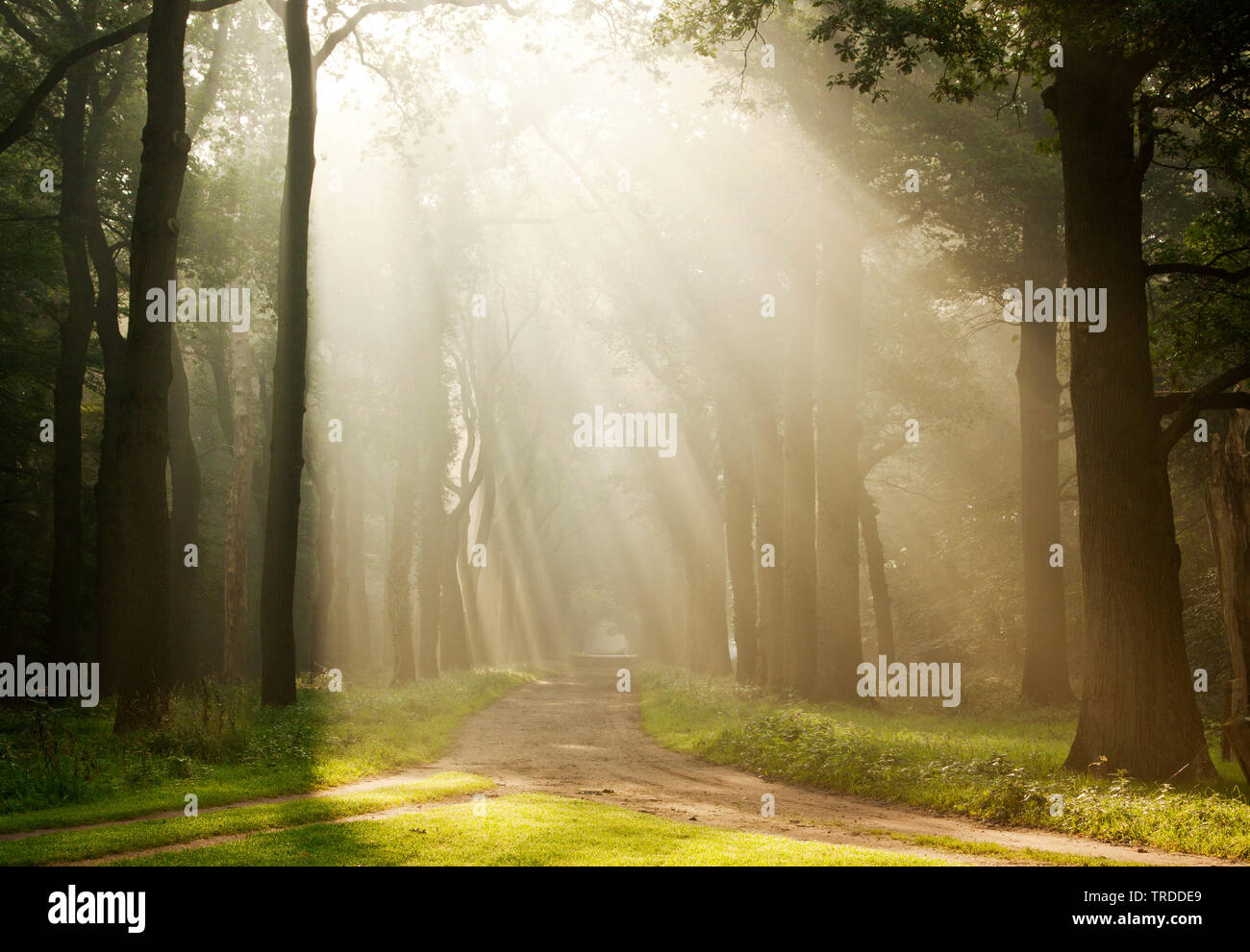 I fasci di luce in una foresta, Landgoed Eerde, Paesi Bassi, Landgoed Eerde Foto Stock
