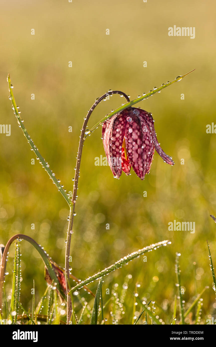 Fritillary comune, snake-testa (fritillaria Fritillaria meleagris), fiore con gocce di pioggia, Paesi Bassi Overijssel, Uiterwaarden Zwarte acqua en Vecht Foto Stock