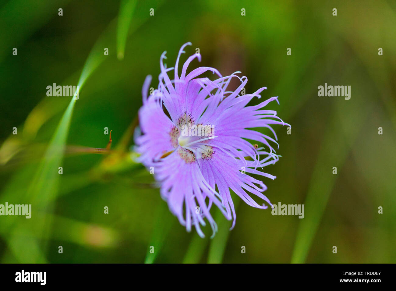 Sternberg rosa (Dianthus sternbergii subsp. marsicus, Dianthus monspessulanus subsp. marsicus), fiore, Italia, Apennin Foto Stock