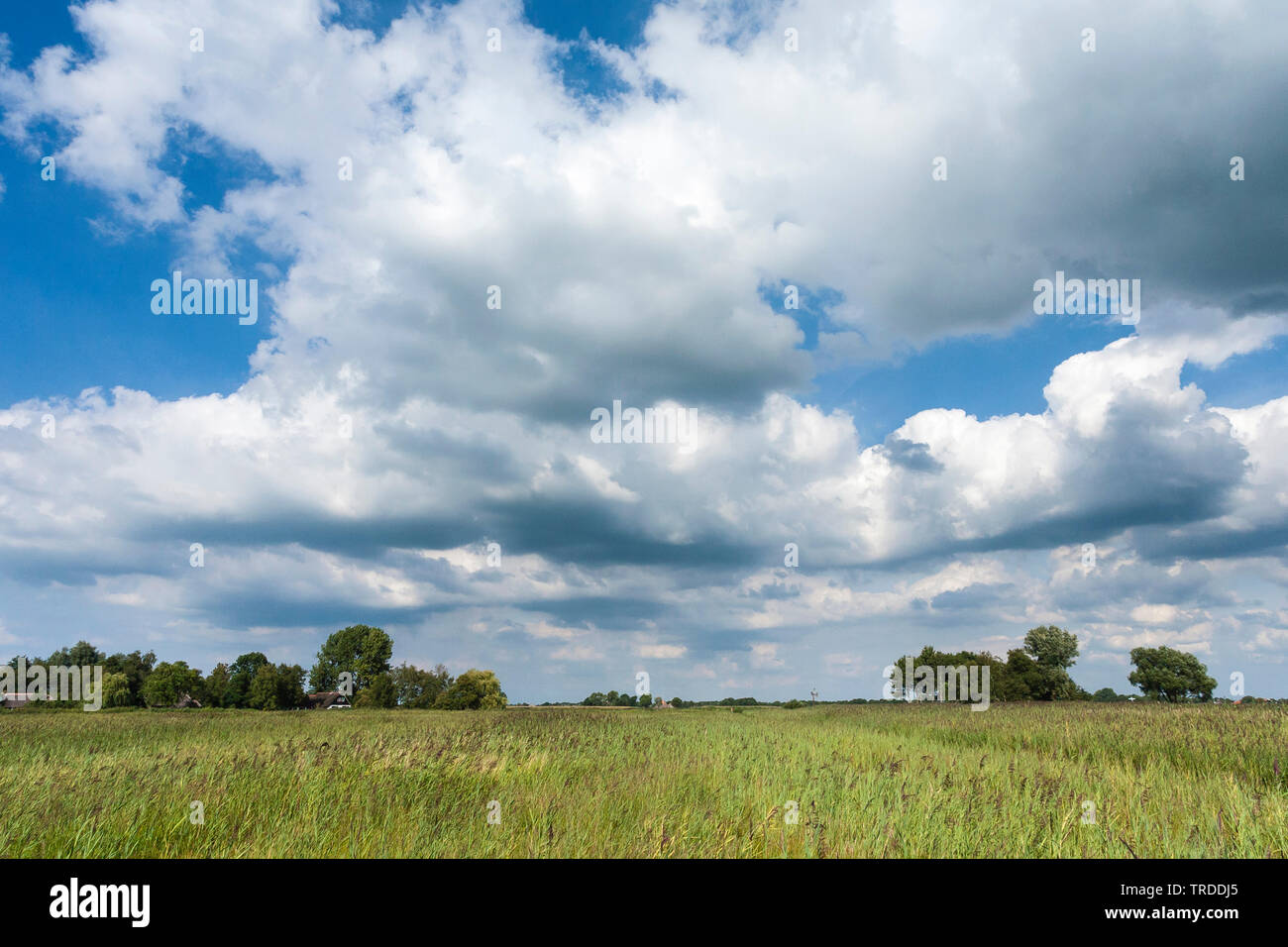 Zona di reed nel parco nazionale, Paesi Bassi Overijssel, Weerribben-Wieden Parco Nazionale Foto Stock