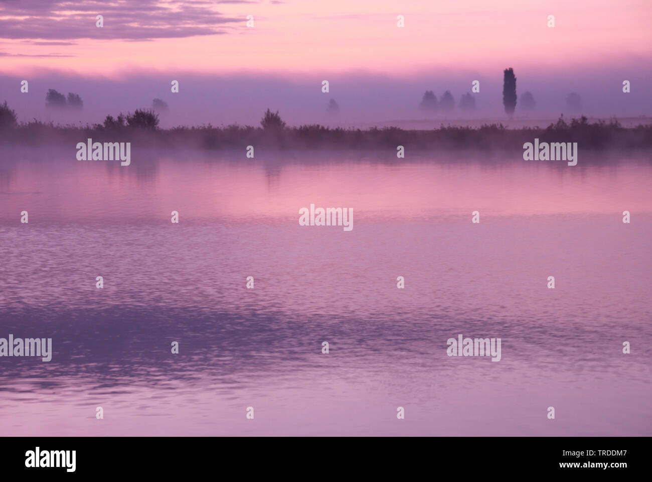 Uiterwaarden Vecht en Zwarte acqua in inverno a nebbia di mattina, Paesi Bassi Overijssel Foto Stock