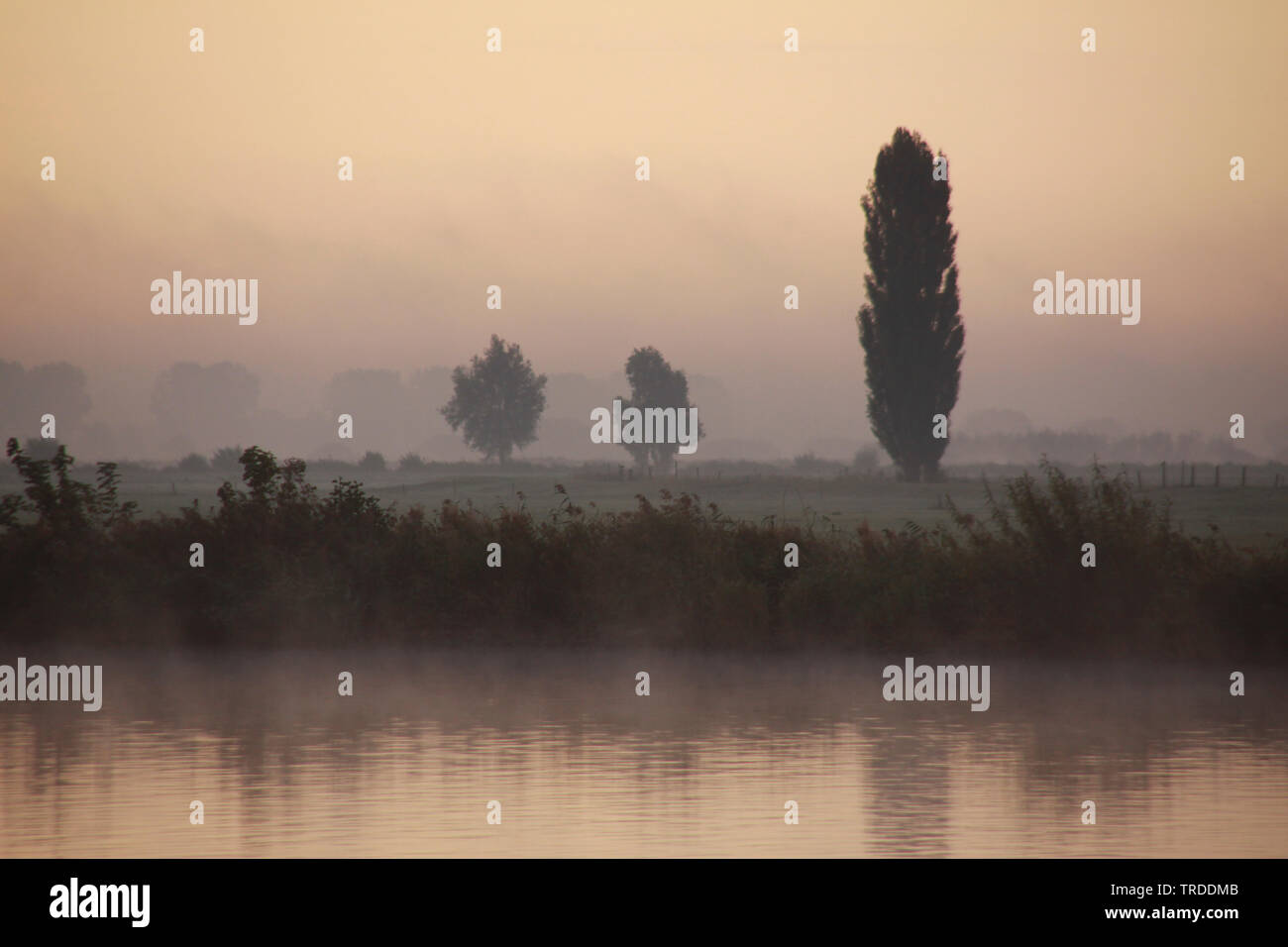Uiterwaarden Vecht en Zwarte acqua in inverno a nebbia di mattina, Paesi Bassi Overijssel Foto Stock
