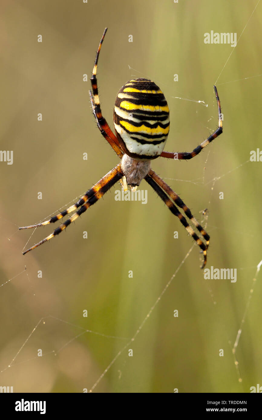 Giallo e nero, argiope giallo e nero garden spider (Argiope bruennichi), in weg, Paesi Bassi Foto Stock