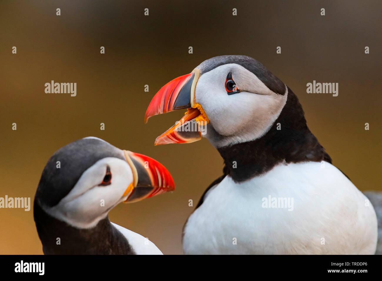 Atlantic puffin, comune puffin (Fratercula arctica), due Atlantic i puffini, ritratto, Norvegia Foto Stock