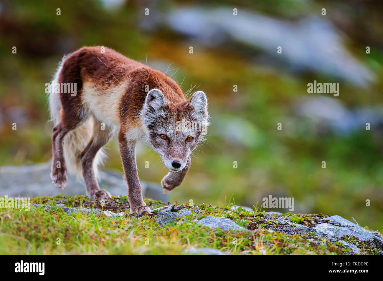 Volpe Artica, volpe polare (Alopex lagopus, Vulpes lagopus), volpe polare vixen in estate rivestire va di stalking, Norvegia Foto Stock