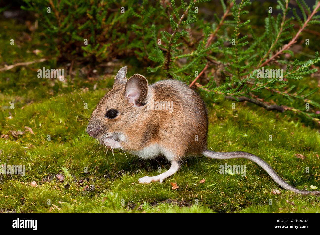 Mouse di legno, long-tailed field mouse (Apodemus sylvaticus), sul suolo della foresta, Paesi Bassi Foto Stock
