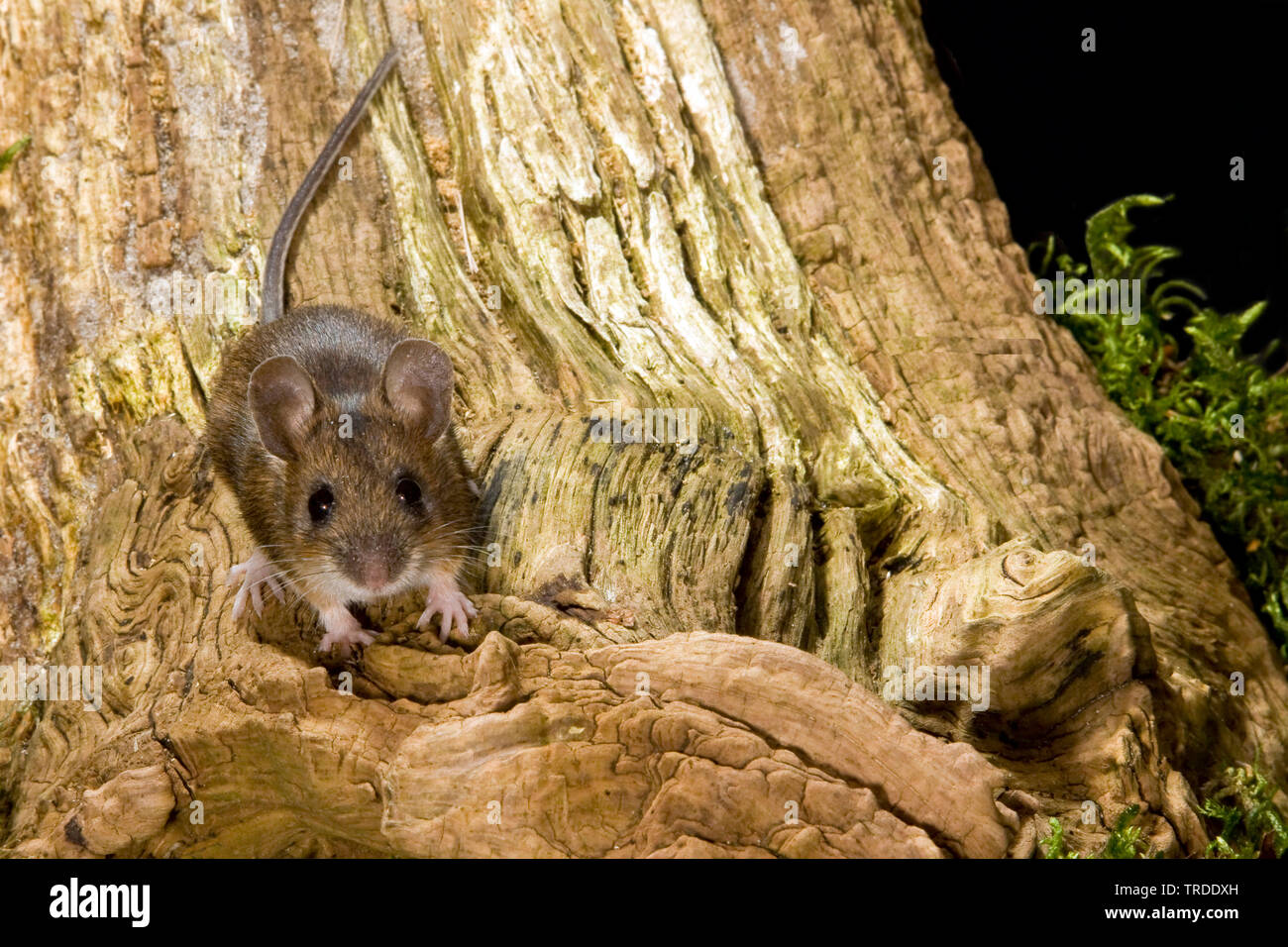 Mouse di legno, long-tailed field mouse (Apodemus sylvaticus), su un albero tronca, Paesi Bassi Foto Stock