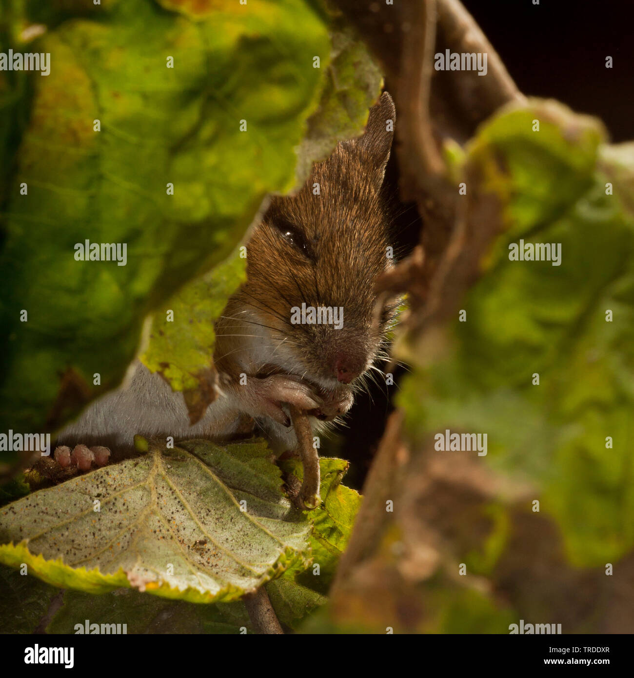 Mouse di legno, long-tailed field mouse (Apodemus sylvaticus), seduto su un nocciolo di bush, feedinf, Paesi Bassi Foto Stock
