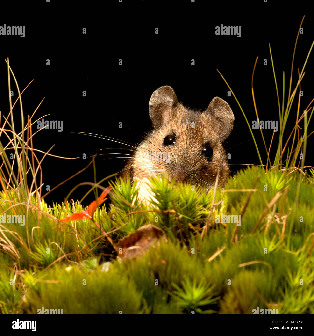 Mouse di legno, long-tailed field mouse (Apodemus sylvaticus), seduti su MOSS, Paesi Bassi Foto Stock