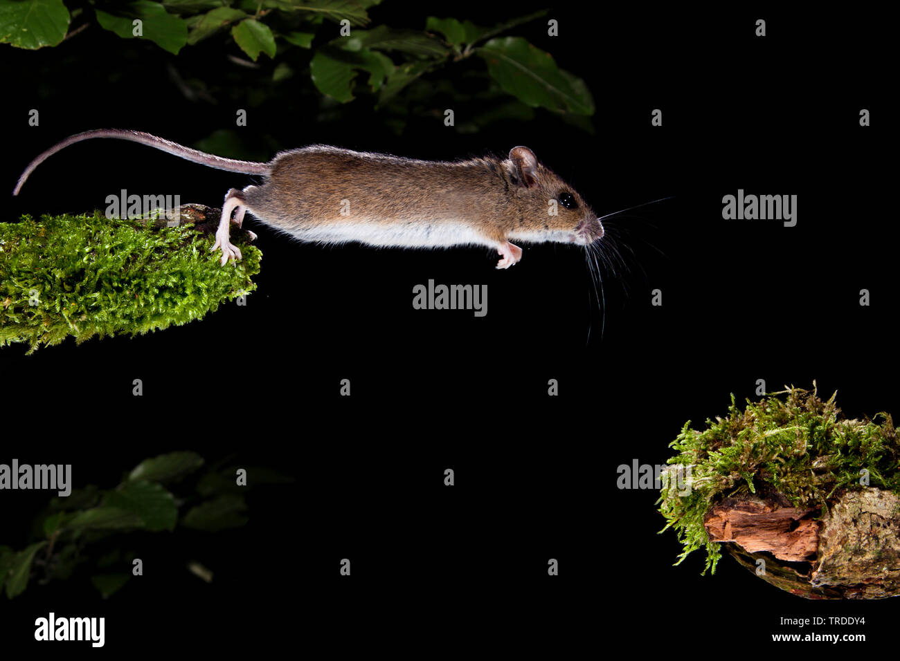 Mouse di legno, long-tailed field mouse (Apodemus sylvaticus), saltando, Paesi Bassi Foto Stock