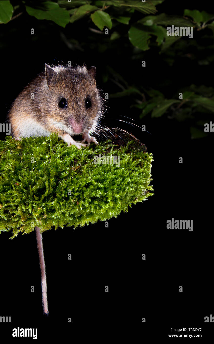 Mouse di legno, long-tailed field mouse (Apodemus sylvaticus), sittin su MOSS, Paesi Bassi Foto Stock