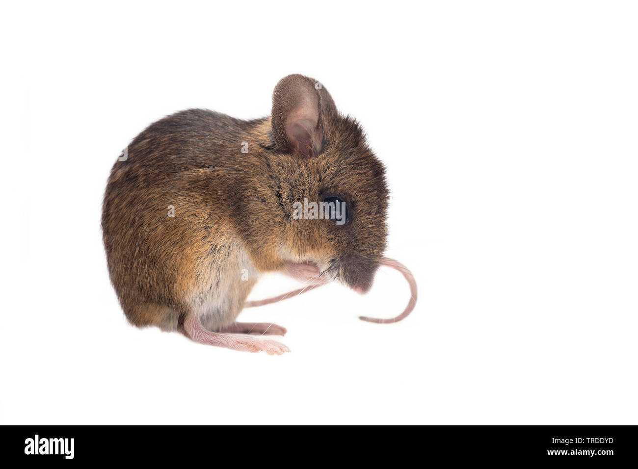 Mouse di legno, long-tailed field mouse (Apodemus sylvaticus), ritaglio Foto Stock
