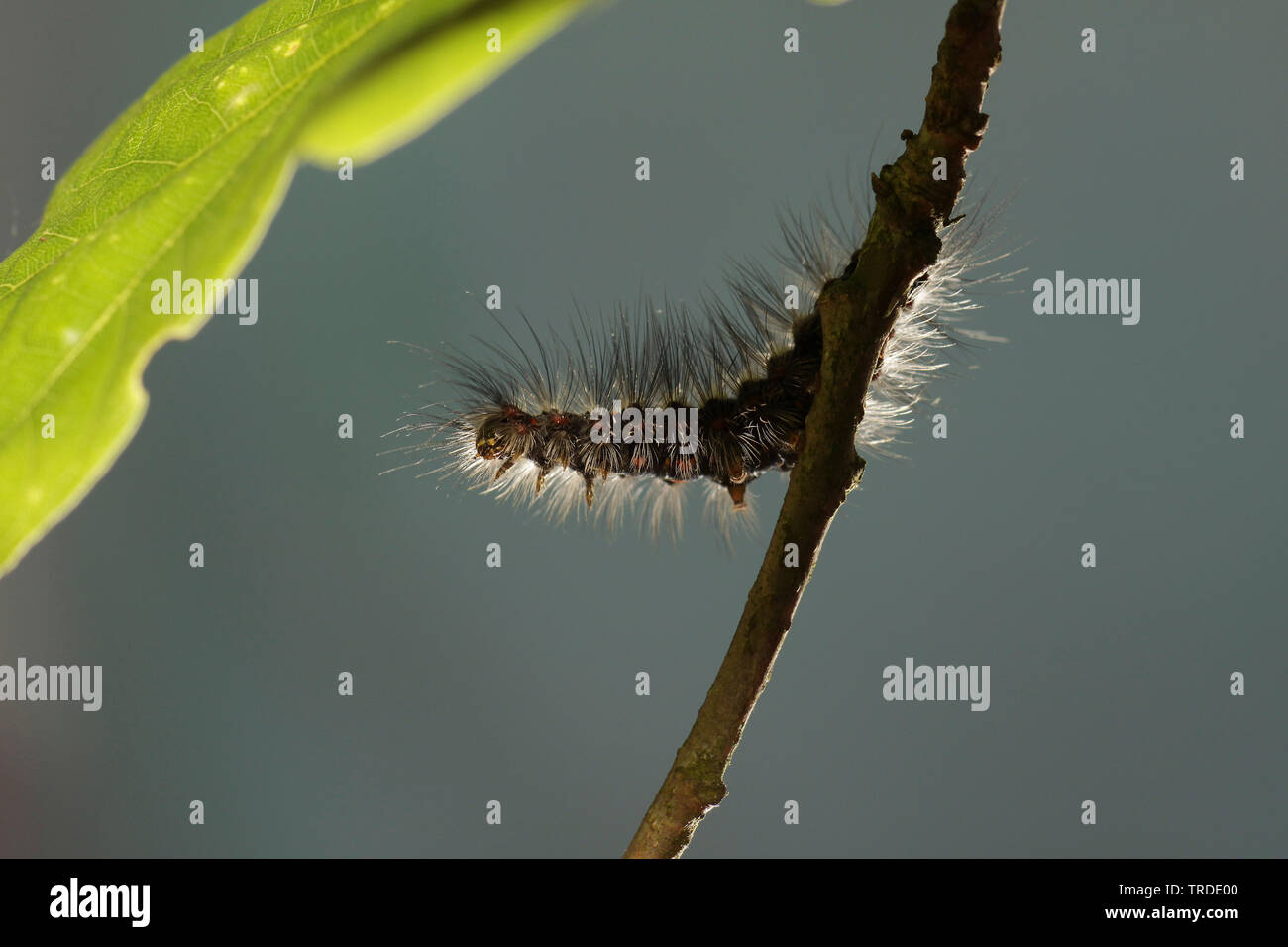 Giallo-coda, Gold-coda (Euproctis similis, Porthesia similis, Sphrageidus similis), Caterpillar, Paesi Bassi Foto Stock