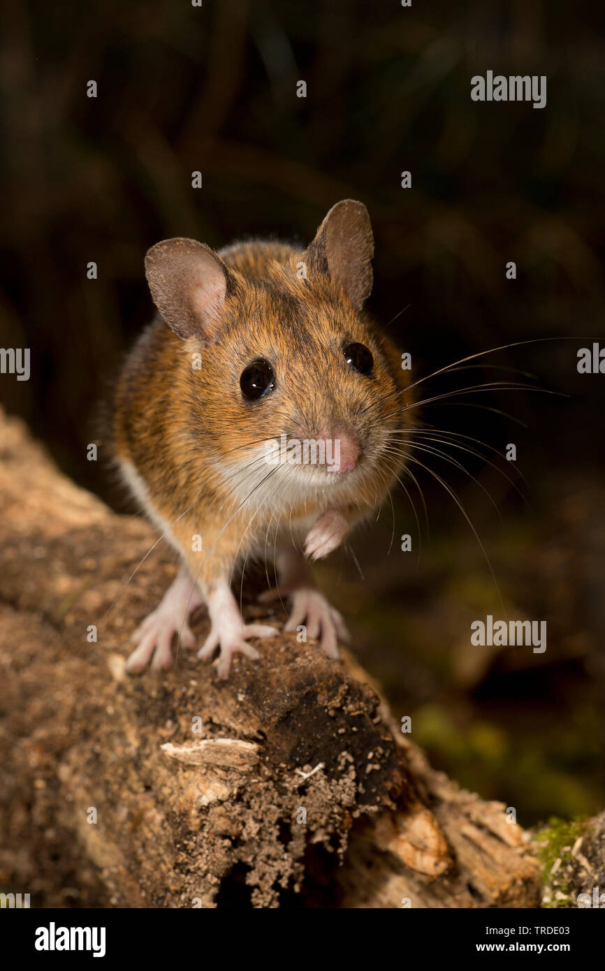 Giallo-colli (mouse Apodemus flavicollis), seduti su legno, Paesi Bassi Foto Stock