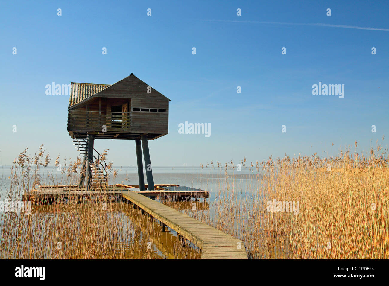 Bird view station presso il reed banche, Paesi Bassi, Dollart, Nieuweschan Foto Stock