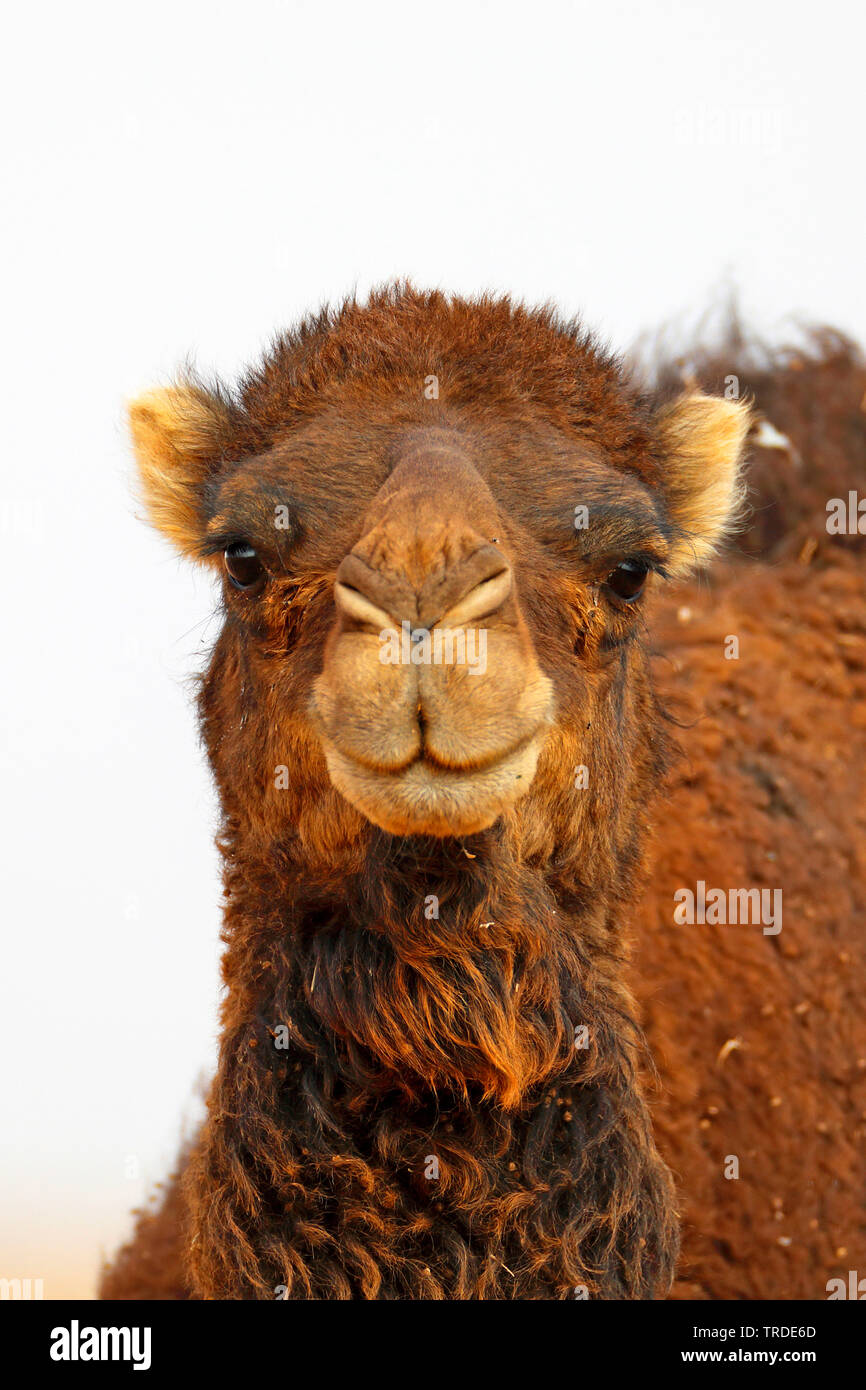 Dromedario, one-humped camel (Camelus dromedarius), ritratto, vista frontale, Marocco Foto Stock