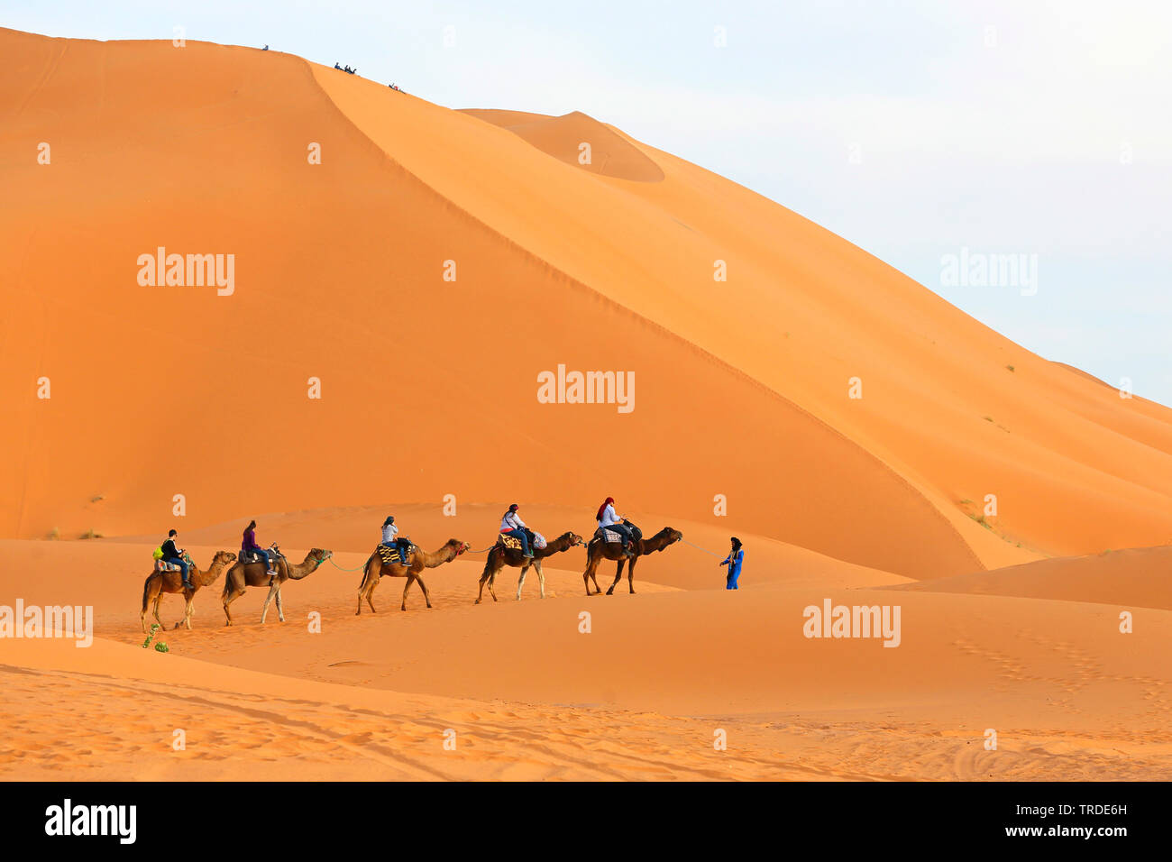 Caravan con i turisti nelle dune di sabbia, Marocco, Merzouga Erg Chebbi Foto Stock