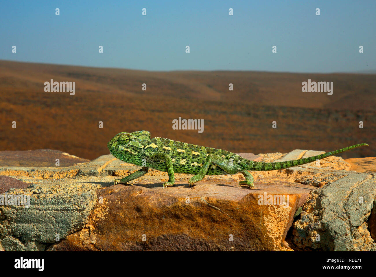 Mediterraneo camaleonte, African camaleonte, Camaleonte comune (Chamaeleo chamaeleon), camminando su una parete, Marocco Foto Stock