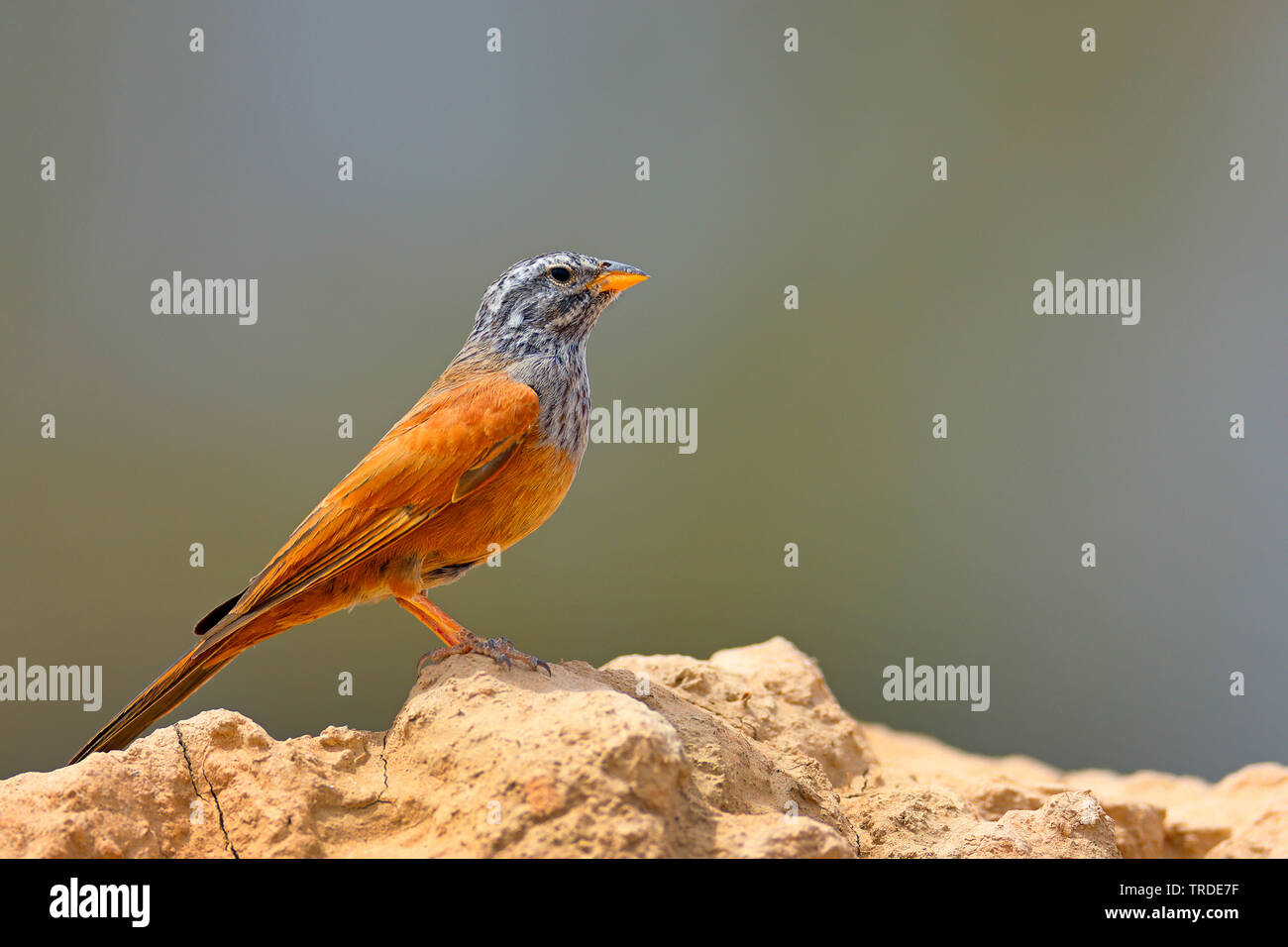 Casa bunting (Emberiza striolata), maschio si appollaia su un muro di fango, Marocco, Rissani Foto Stock