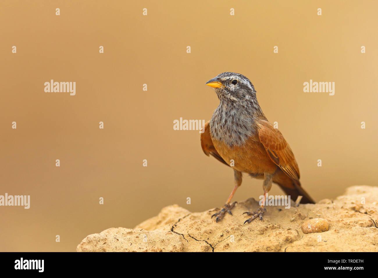 Casa bunting (Emberiza striolata), maschio si appollaia su un muro di fango, Marocco, Rissani Foto Stock