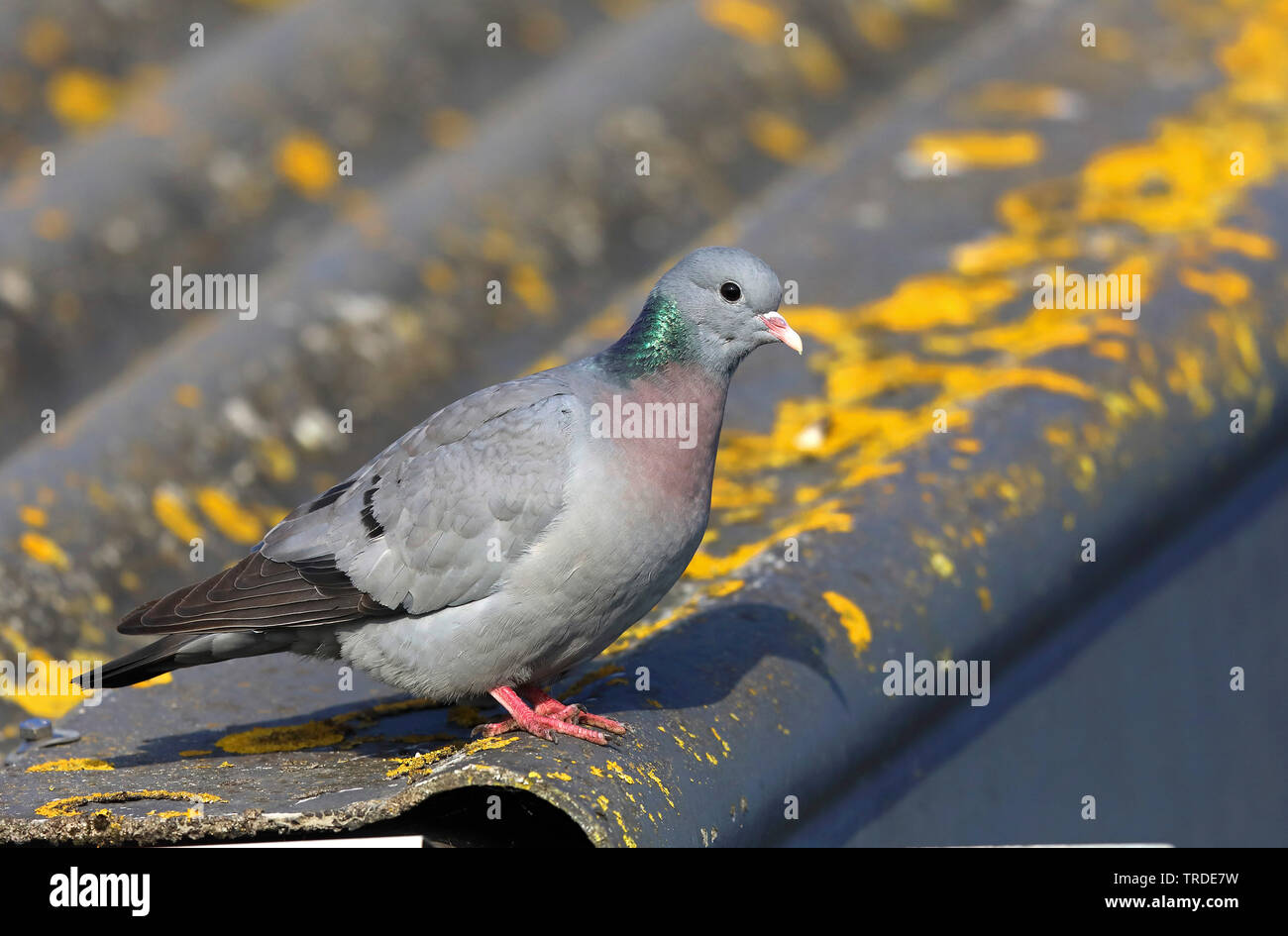 Piccione stock (Columba oenas), appollaiate su un tetto del granaio, Paesi Bassi, Frisia Foto Stock