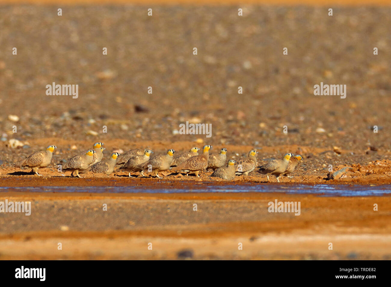 Incoronato sandgrouse (Pterocles coronatus), truppa presso un posto d'acqua nel deserto, Marocco Foto Stock