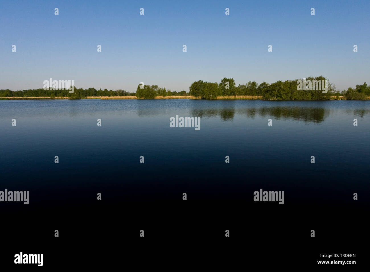 Lago con alberi all'altro lato, Paesi Bassi, Frisia, Rottige Meente Foto Stock