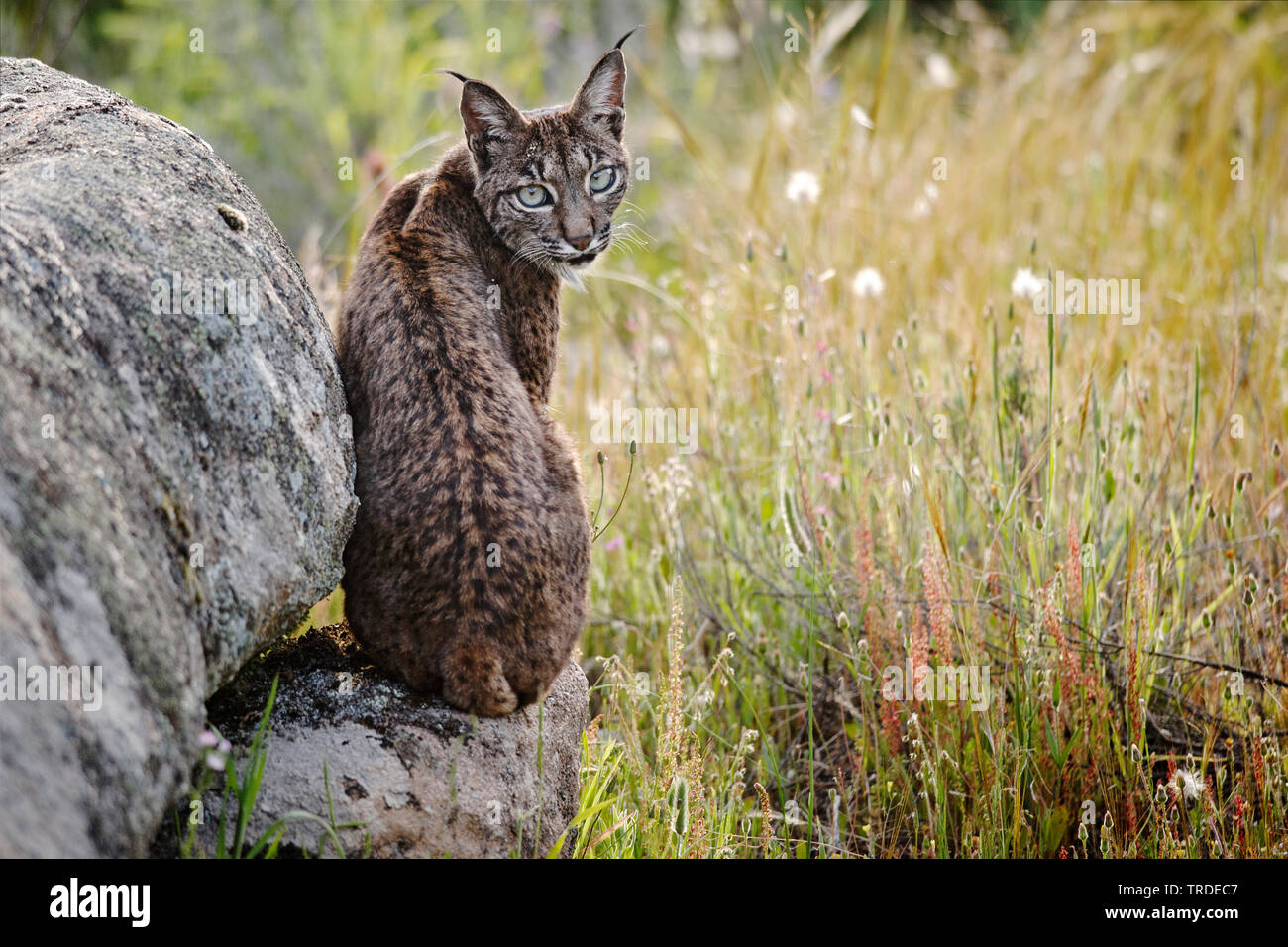 Spagnolo (Lynx Lynx pardinus), seduto su di una pietra, Spagna Foto Stock