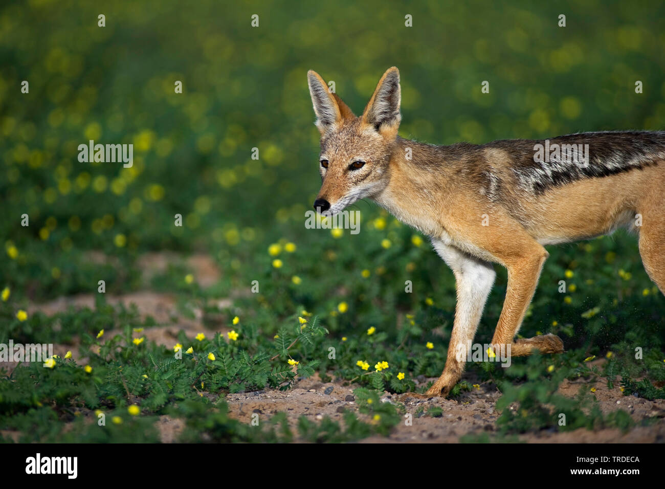 Nero-backed jackal (Canis mesomelas), a piedi, in vista laterale, Sud Africa, Kgalagadi transfrontaliera Parco Nazionale Foto Stock