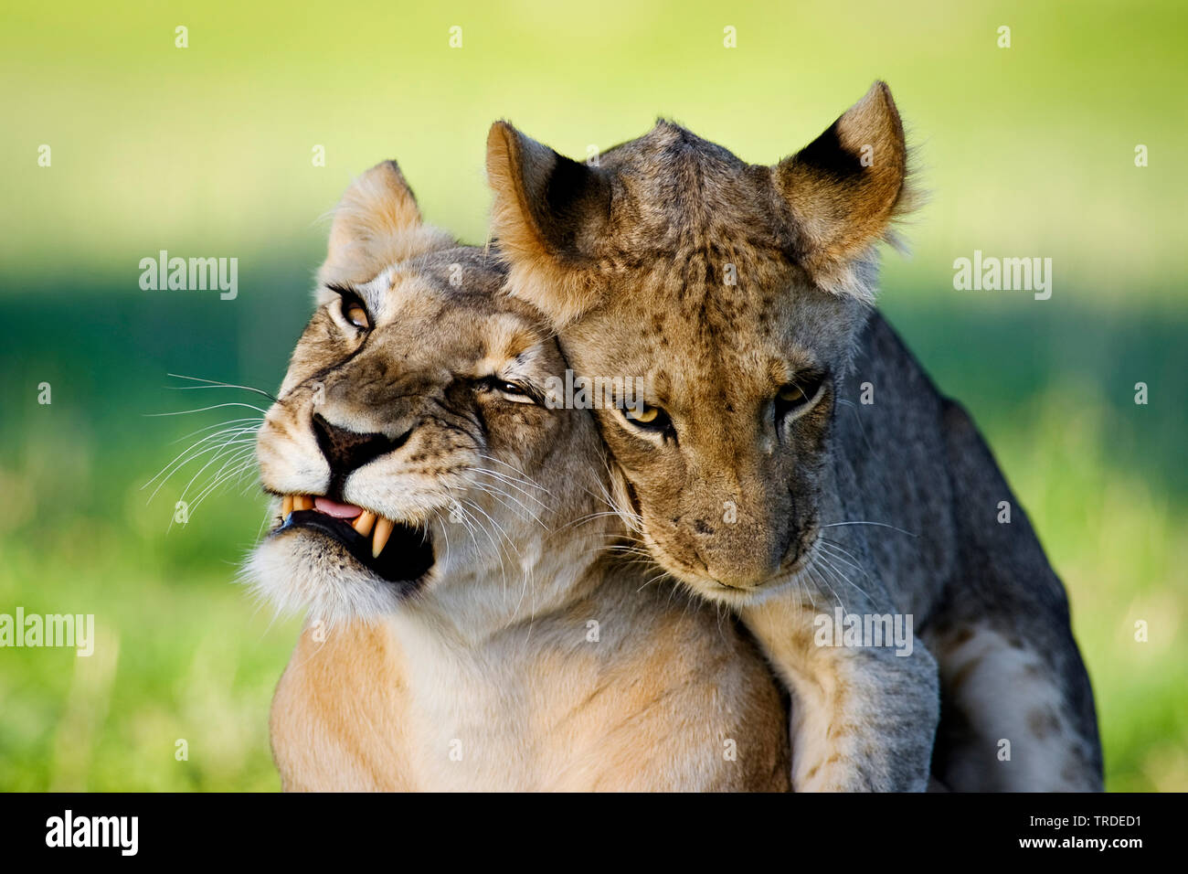 Lion (Panthera leo), LION CUB smooching con sua madre, Sud Africa, Kgalagadi transfrontaliera Parco Nazionale Foto Stock