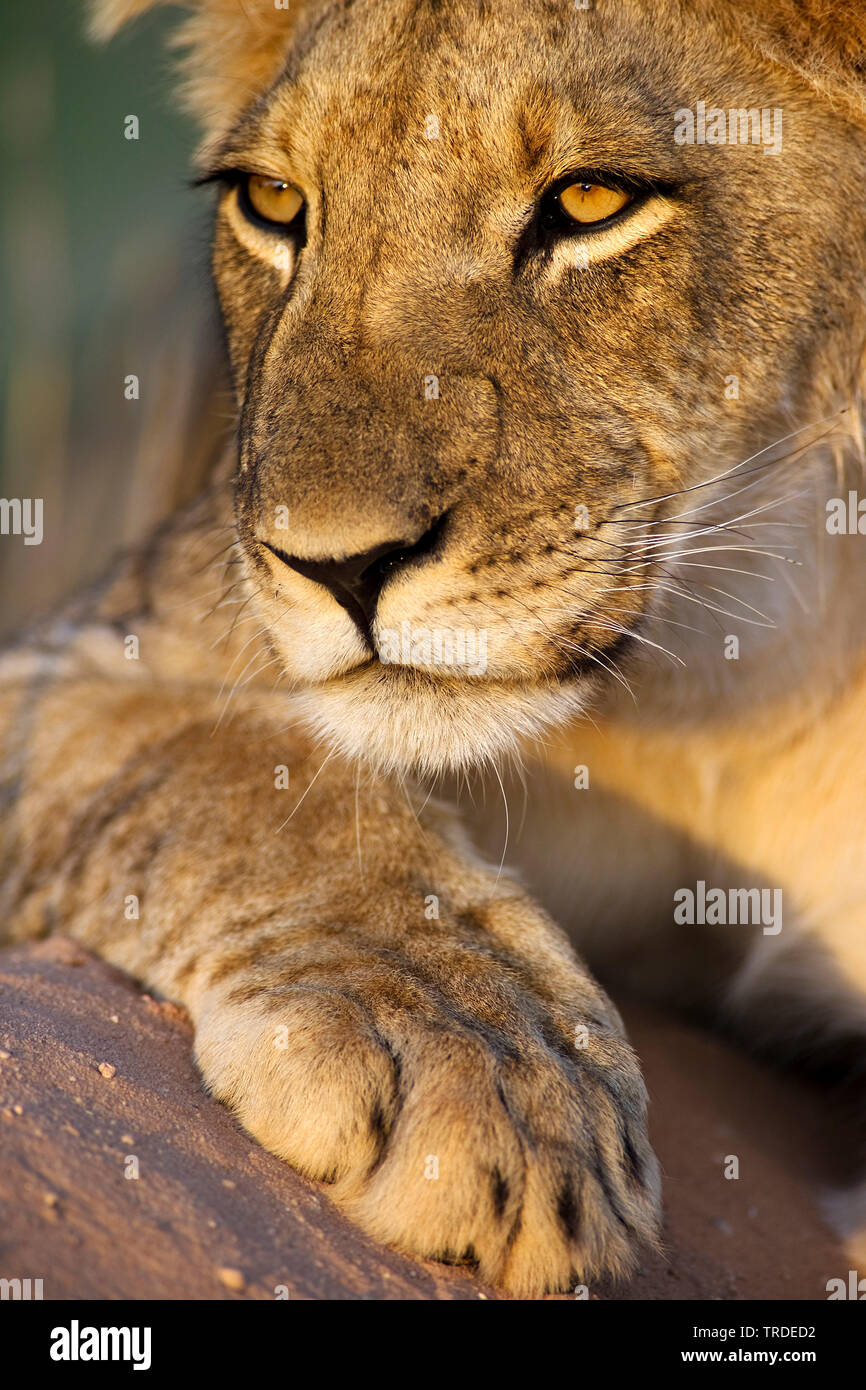 Lion (Panthera leo), il ritratto di un giovane leone, Sud Africa, Kgalagadi transfrontaliera Parco Nazionale Foto Stock