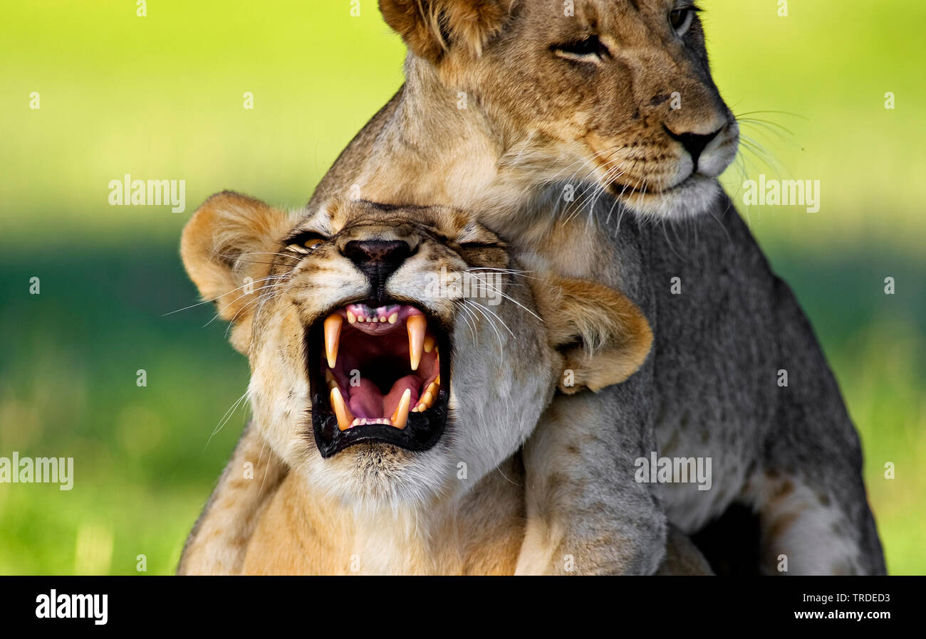Lion (Panthera leo), LION CUB giocando con la sua madre, Sud Africa, Kgalagadi transfrontaliera Parco Nazionale Foto Stock