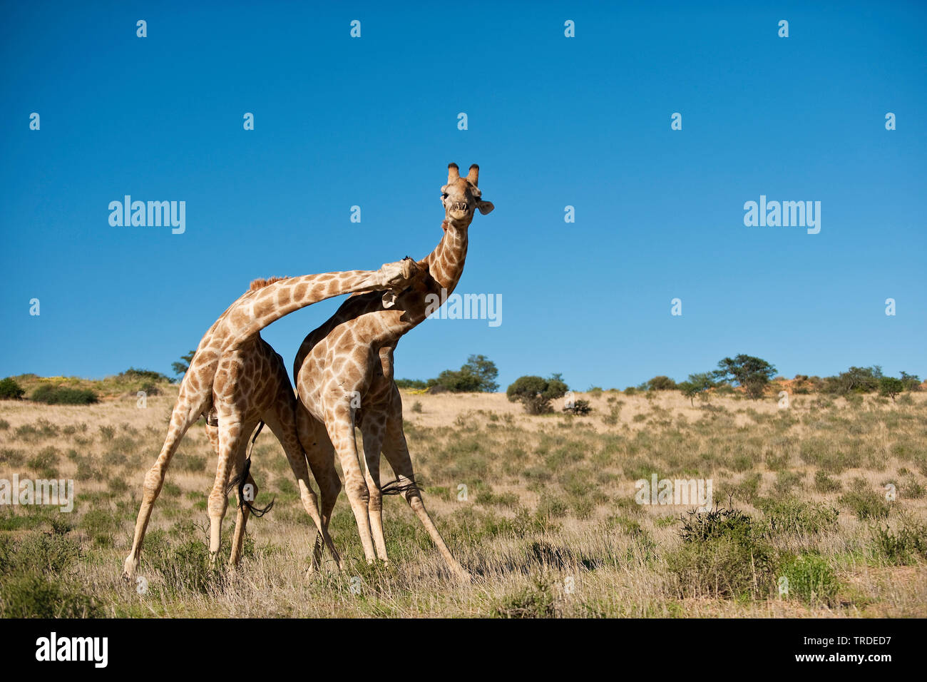 Cape giraffe (Giraffa camelopardalis giraffa), due scontri giraffe, Sud Africa, Kgalagadi transfrontaliera Parco Nazionale Foto Stock