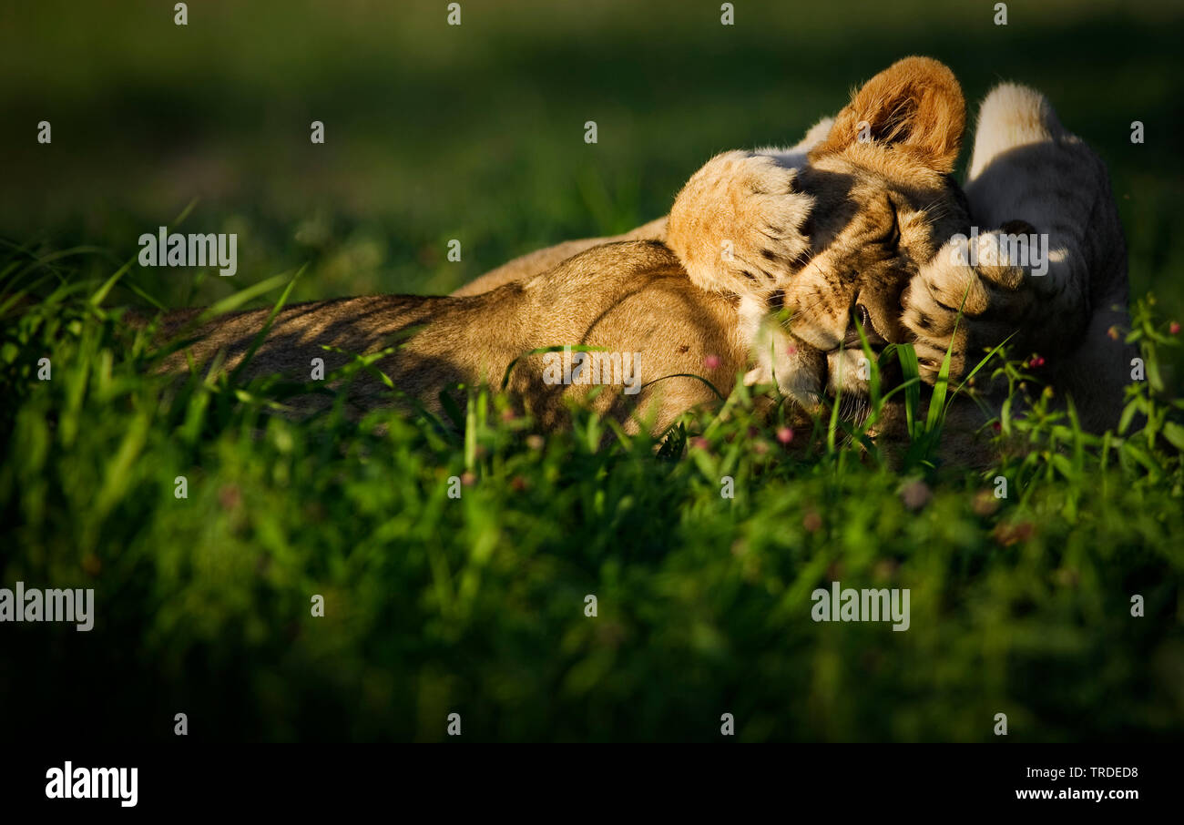 Lion (Panthera leo), prendere il sole, Sud Africa, Kgalagadi transfrontaliera Parco Nazionale Foto Stock