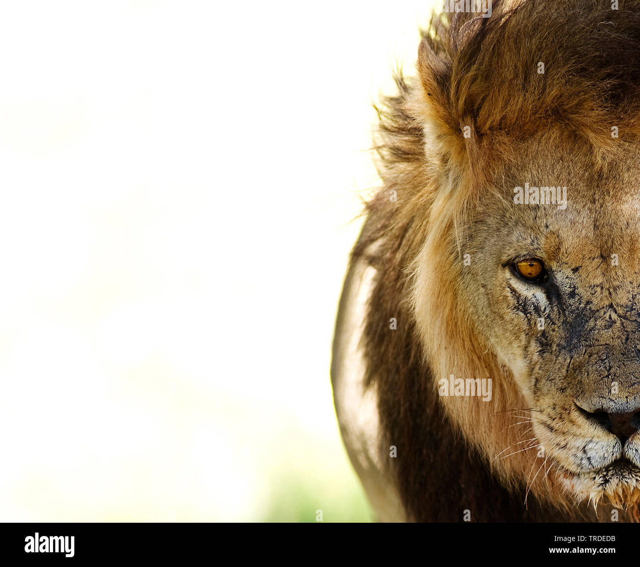 Lion (Panthera leo), maschio lion, ritratto, Sud Africa, Kgalagadi transfrontaliera Parco Nazionale Foto Stock