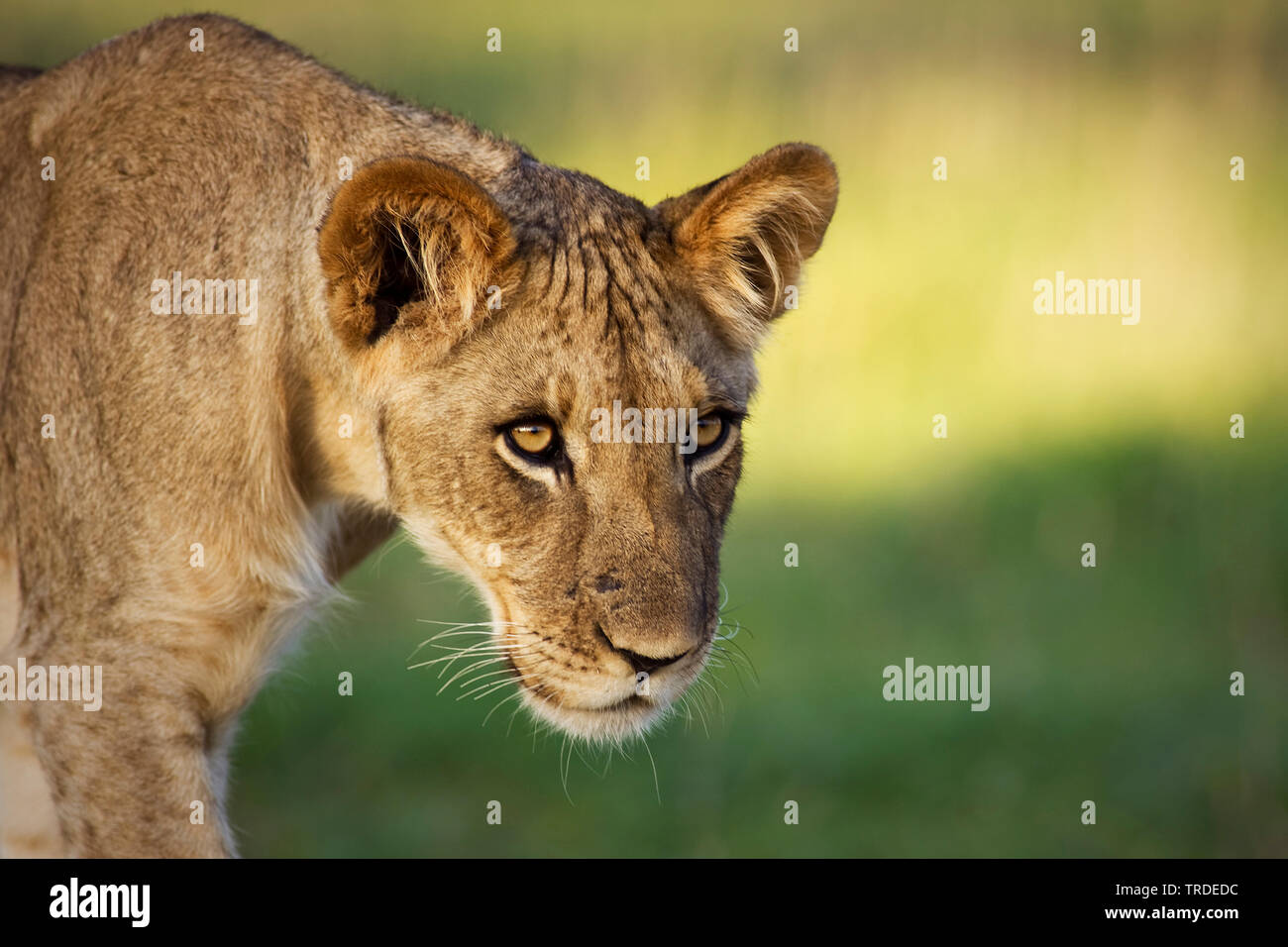 Lion (Panthera leo), capretti lion, ritratto, Sud Africa Foto Stock