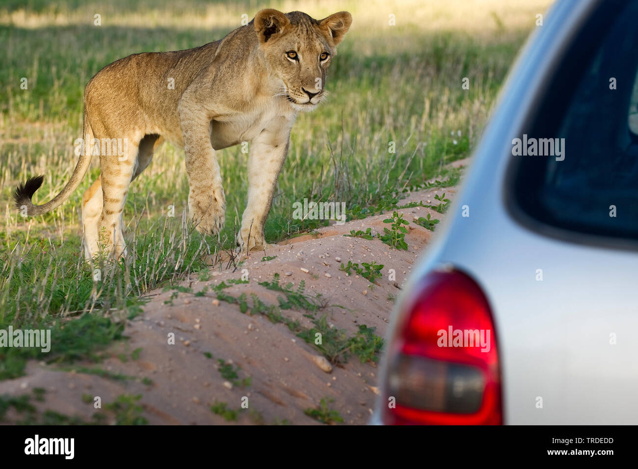 Lion (Panthera leo), nei pressi di auto, Sud Africa Foto Stock