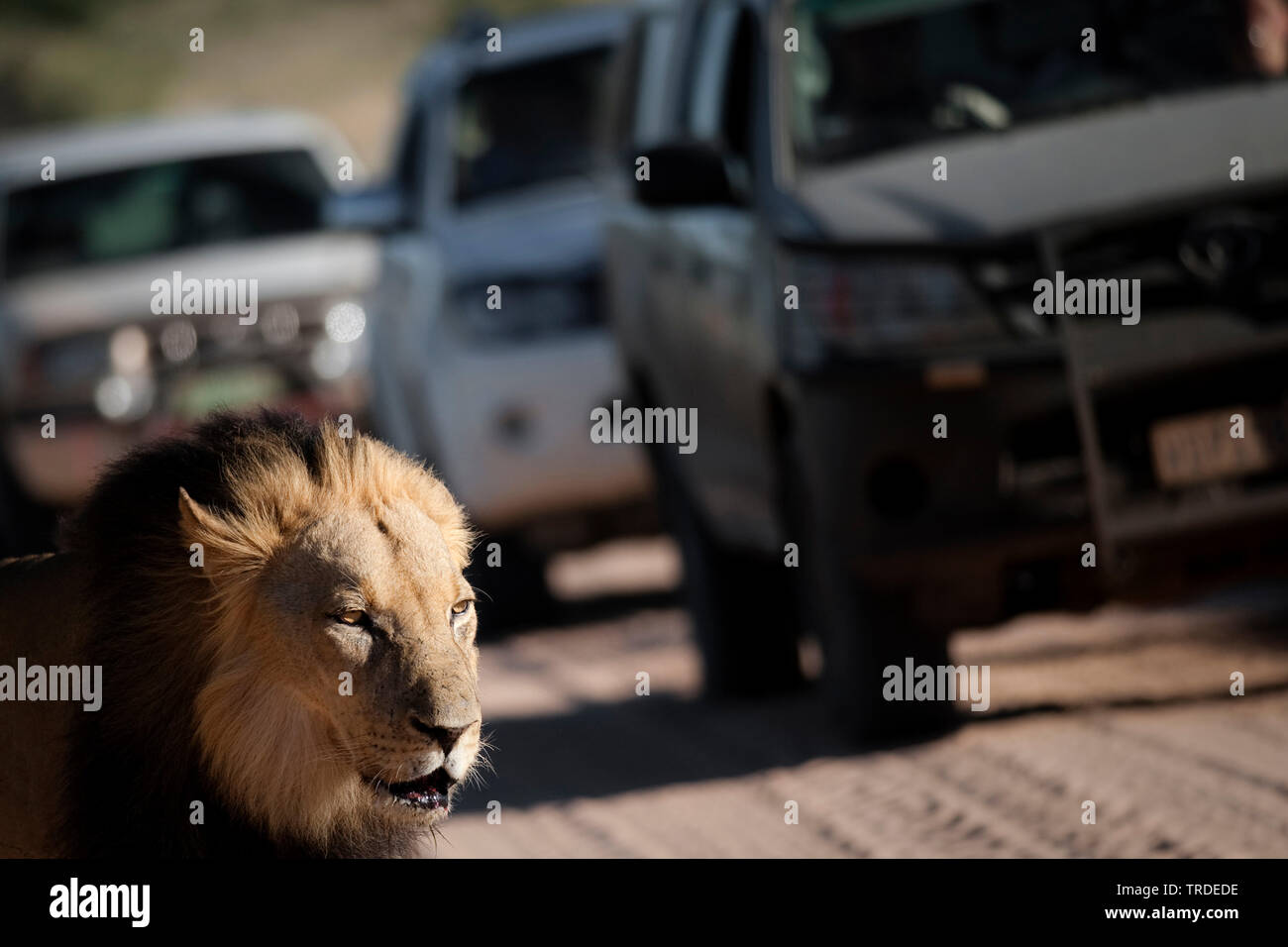 Lion (Panthera leo), maschio lion su una strada trafficata, Sud Africa Foto Stock