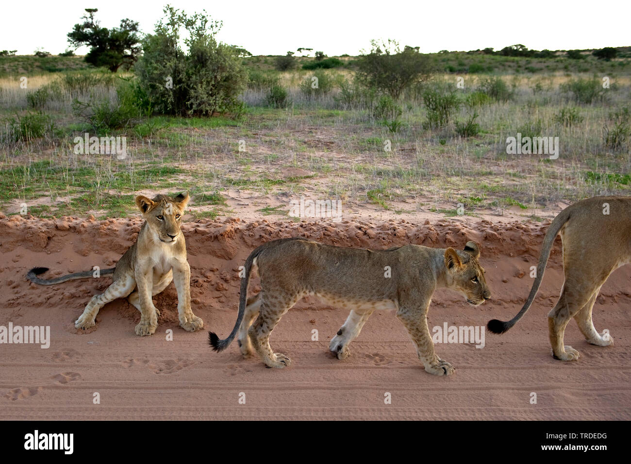 Lion (Panthera leo), giovanile Lions con la madre su un percorso, Sud Africa Foto Stock