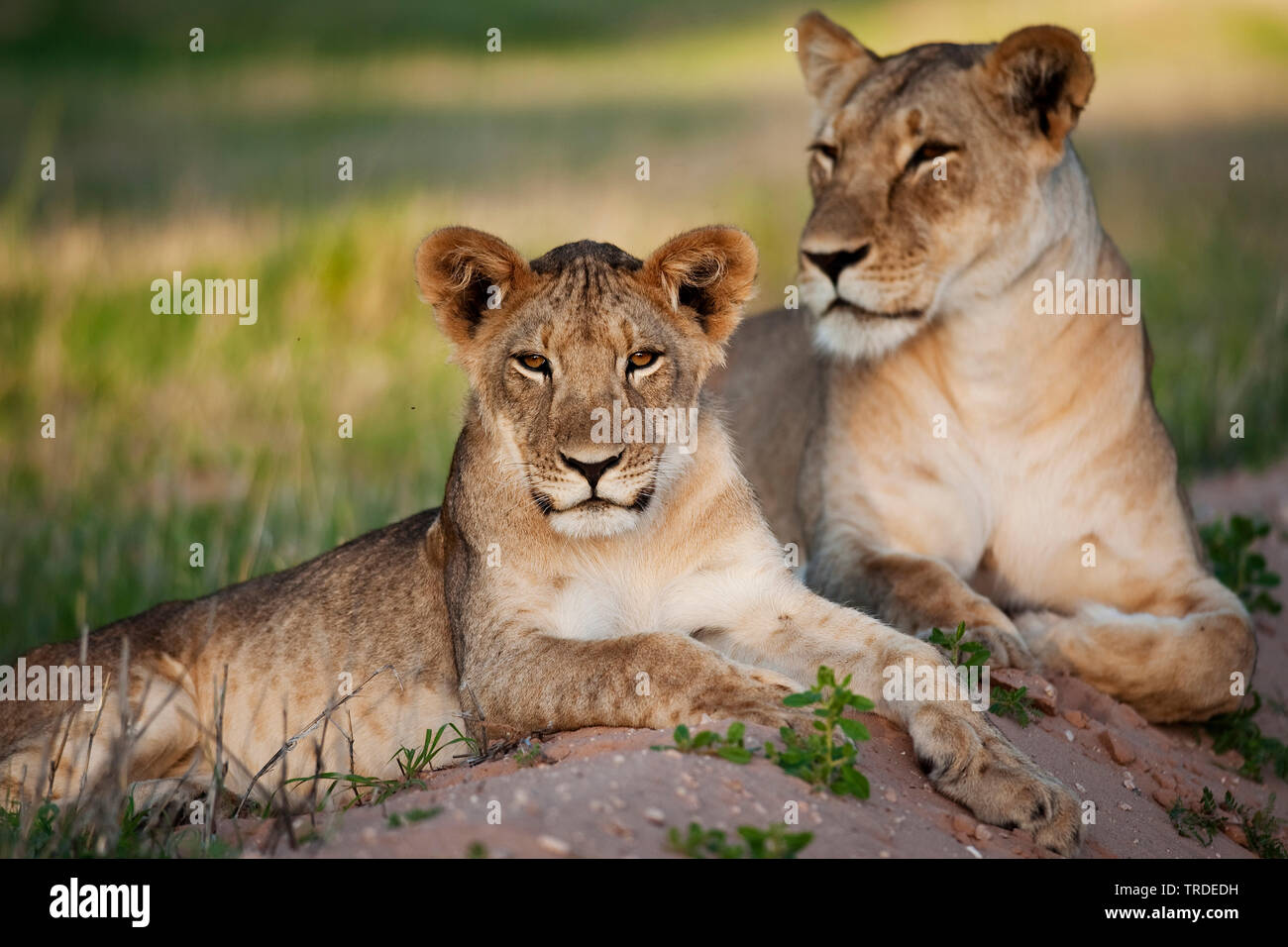 Lion (Panthera leo), leonessa di appoggio con il giovane animale, Sud Africa Foto Stock