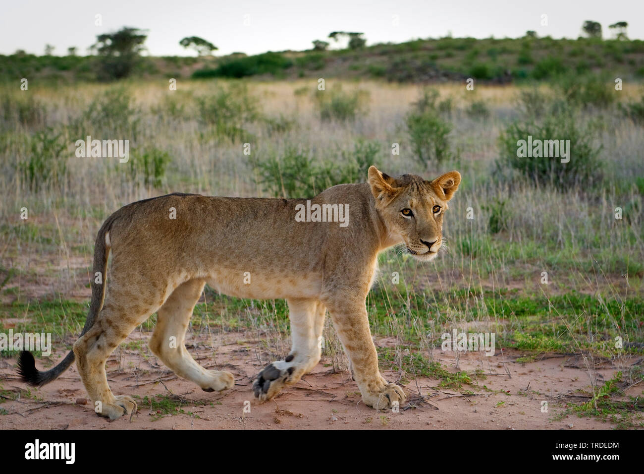 Lion (Panthera leo), passeggiate capretti lion, Sud Africa Foto Stock