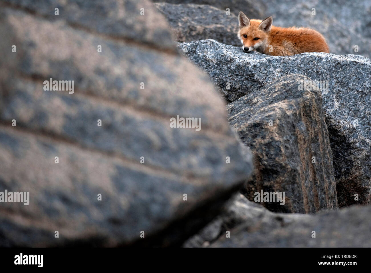 Red Fox (Vulpes vulpes vulpes), giovane volpe in piedi su una roccia, Paesi Bassi Foto Stock