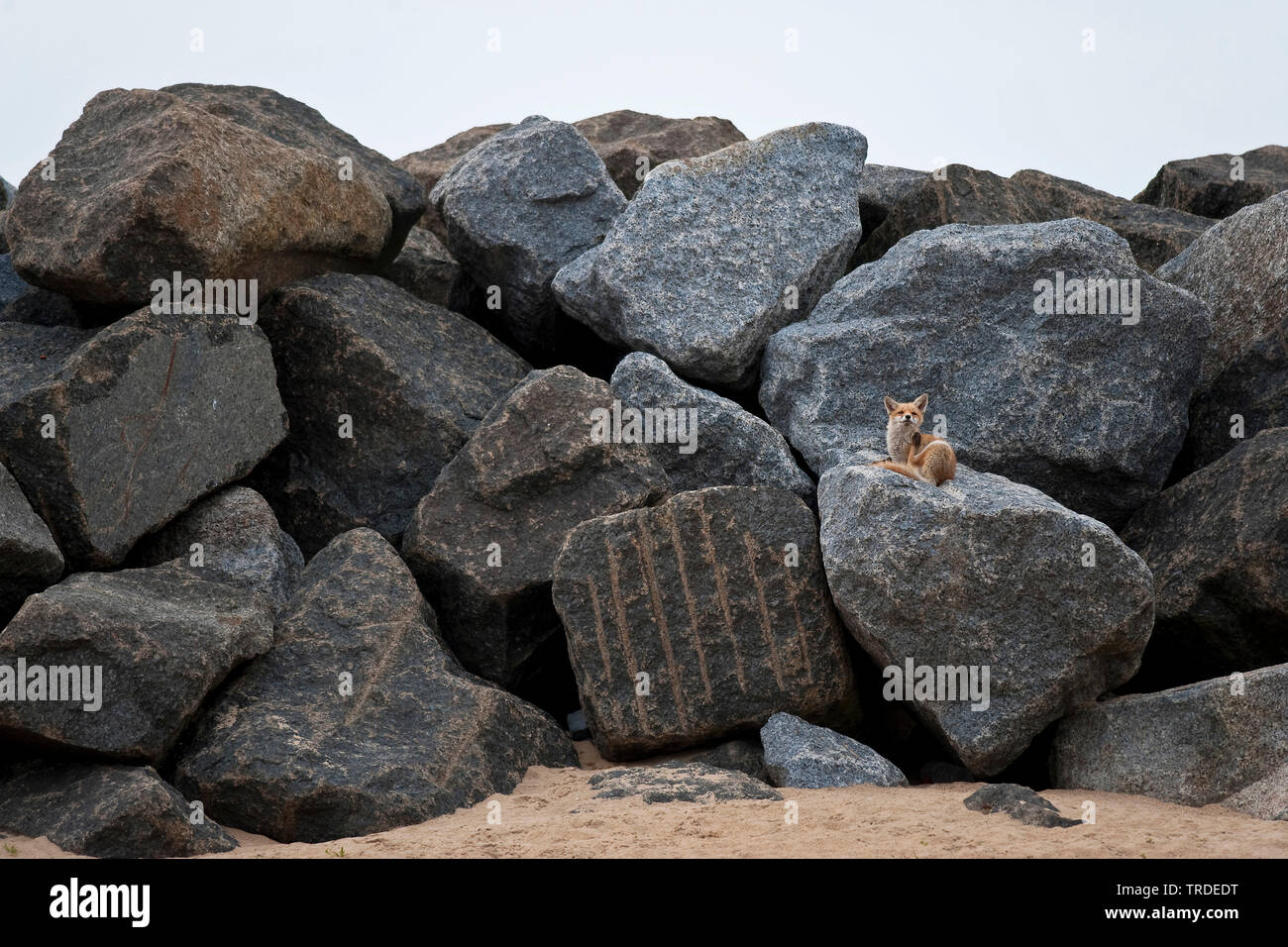 Red Fox (Vulpes vulpes vulpes), seduta su una roccia di una onda-interruttore automatico e che si gratta, Paesi Bassi, Ijmuiden Foto Stock
