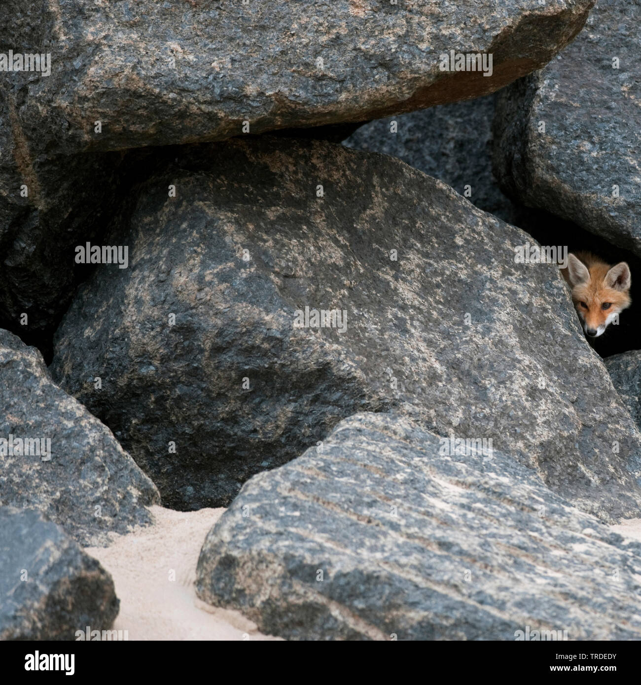 Red Fox (Vulpes vulpes vulpes), giovane volpe del peering tra onda-interruttori, Paesi Bassi, Ijmuiden Foto Stock