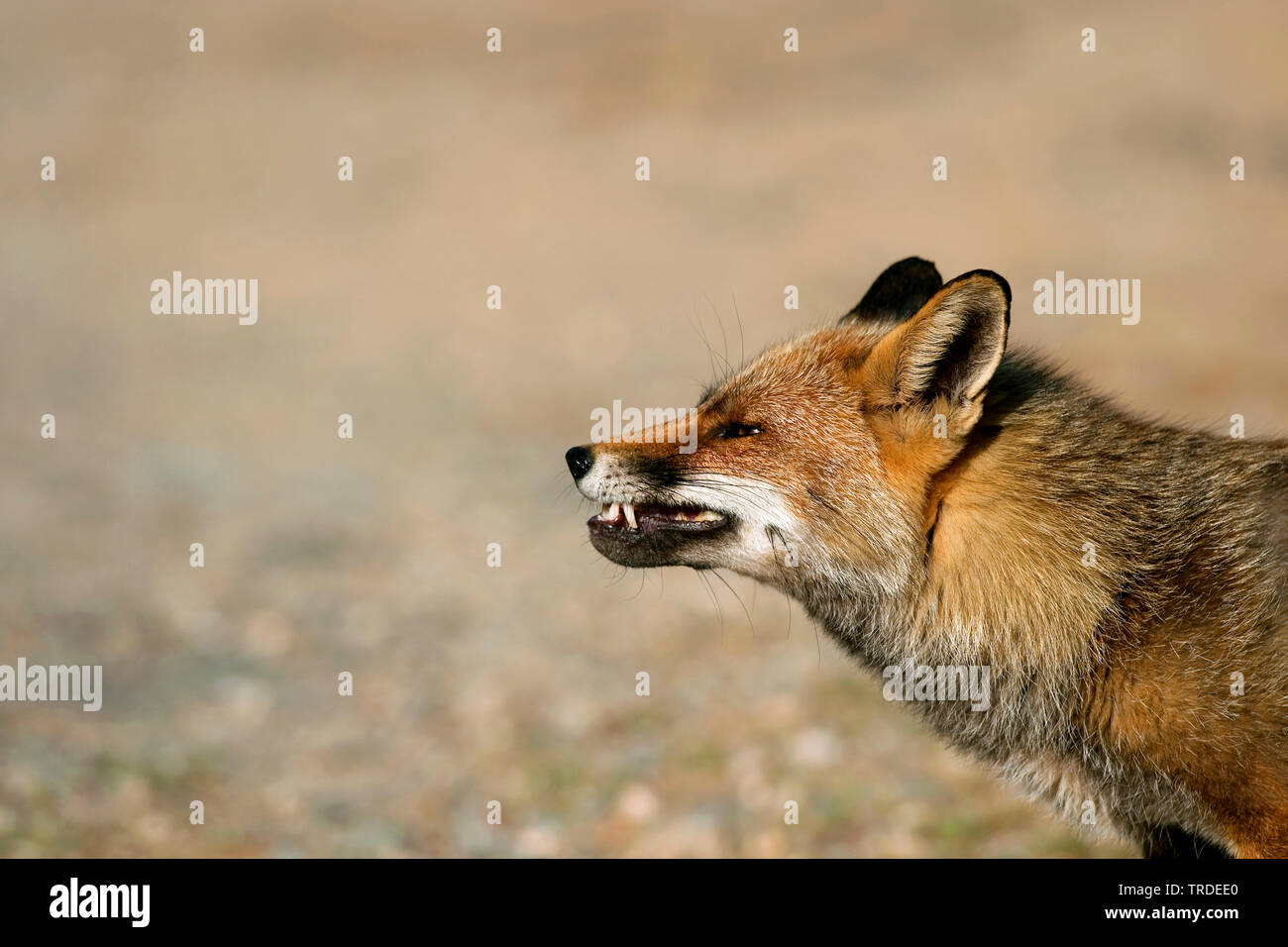 Red Fox (Vulpes vulpes vulpes), minaccioso, Paesi Bassi, Ijmuiden Foto Stock