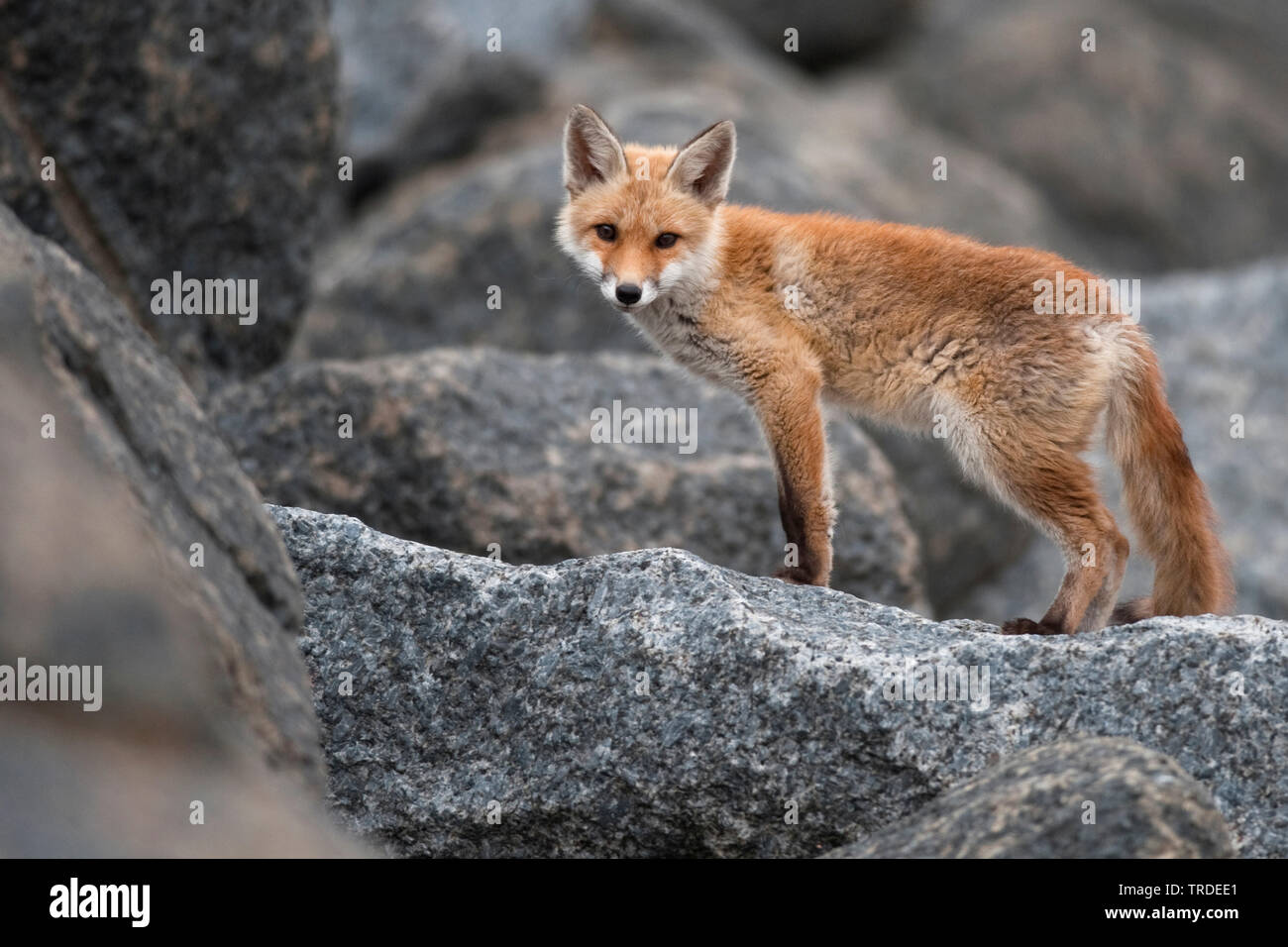 Red Fox (Vulpes vulpes vulpes), giovane volpe in piedi su una roccia, Paesi Bassi Foto Stock